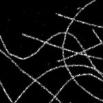 PAINT image of a COS cell labeled for microtubules