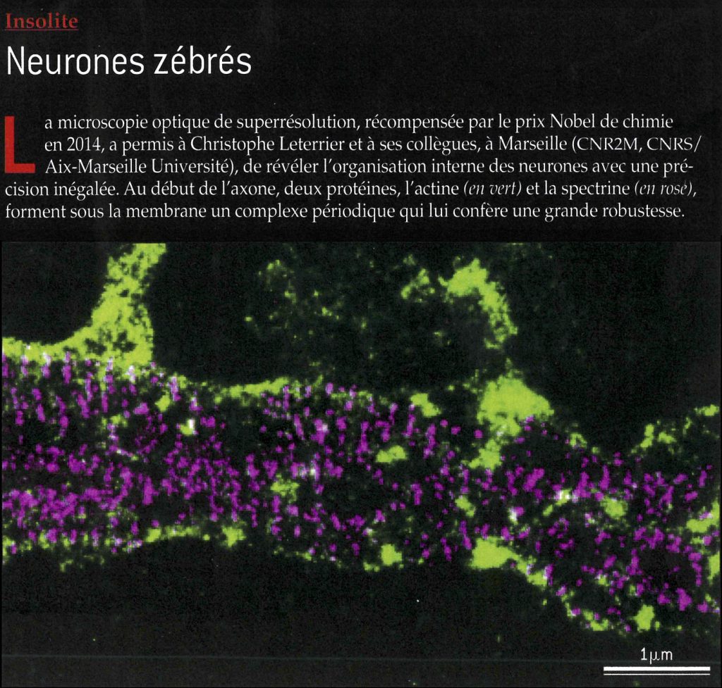 STORM image of an axon initial segment labeled for ßIV-spectrin (magenta) and actin (green), as published in Pour La Science, February 2016 issue