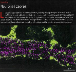 STORM image of an axon initial segment labeled for ßIV-spectrin (magenta) and actin (green), as published in Pour La Science, February 2016 issue