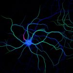 Hippocampal neuron stained for map2 (green), ß2-spectrin (blue) and ß4-spectrin (red) Hippocampal neuron stained for map2 (green), ß2-spectrin (blue) and ß4-spectrin (red)