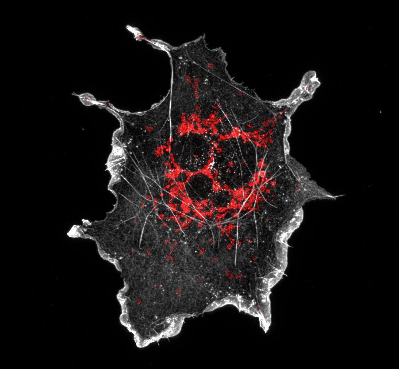 COS cell labeled for mitochondria (red) and actin (grey) COS cell labeled for mitochondria (red) and actin (grey)