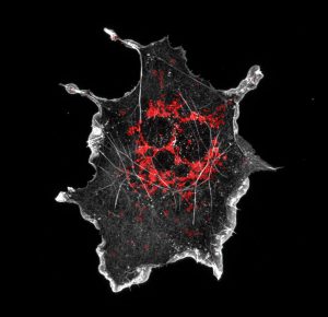 COS cell labeled for mitochondria (red) and actin (grey) COS cell labeled for mitochondria (red) and actin (grey)