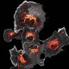 COS cells labeled for mitochondria (orange) and actin (grey) COS cells labeled for mitochondria (orange) and actin (grey)