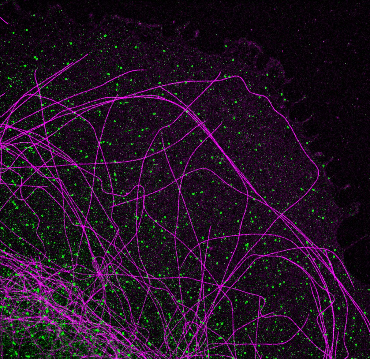2-color PAINT image of microtubules (magenta) and clathrin (green) in a COS cell 2-color PAINT image of microtubules (magenta) and clathrin (green) in a COS cell