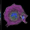 COS cell labeled for microtubules (magenta), actin (grey), clathrin (green) and nucleus (blue) COS cell labeled for microtubules (magenta), actin (grey), clathrin (green) and nucleus (blue)