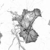 Gallery of glias labeled for actin