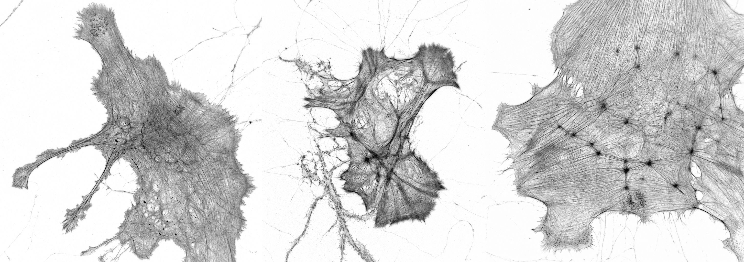 Gallery of glias labeled for actin Gallery of glias labeled for actin