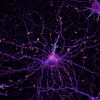 Hippocampal neuron labeled for actin (fire), map2 (blue) and neurofascin (cyan) Hippocampal neuron labeled for actin (fire), map2 (blue) and neurofascin (cyan)