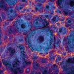 confluent COS cells labeled for actin (fire) and microtubules (cyan) confluent COS cells labeled for actin (fire) and microtubules (cyan)