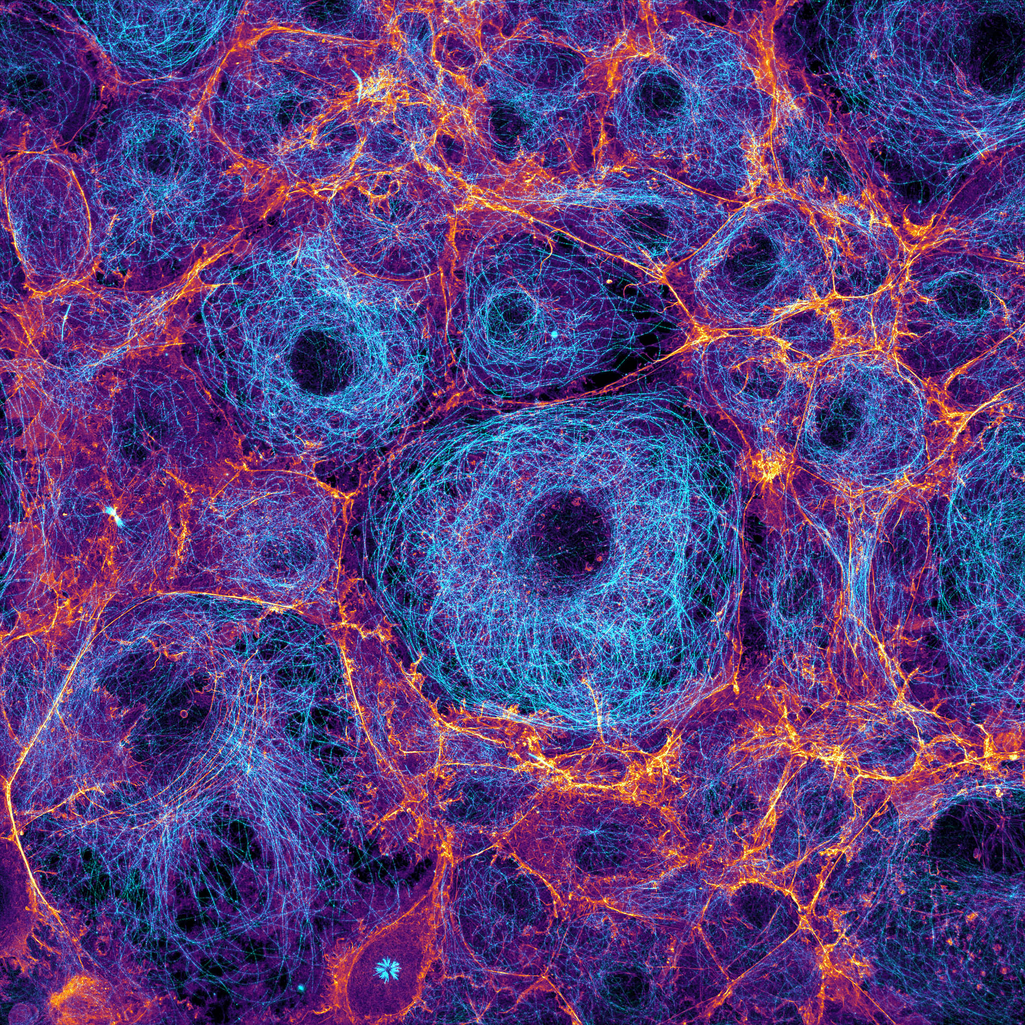 confluent COS cells labeled for actin (fire) and microtubules (cyan) confluent COS cells labeled for actin (fire) and microtubules (cyan)