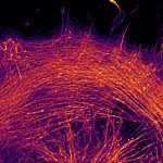 STORM image of a glia labeled for actin