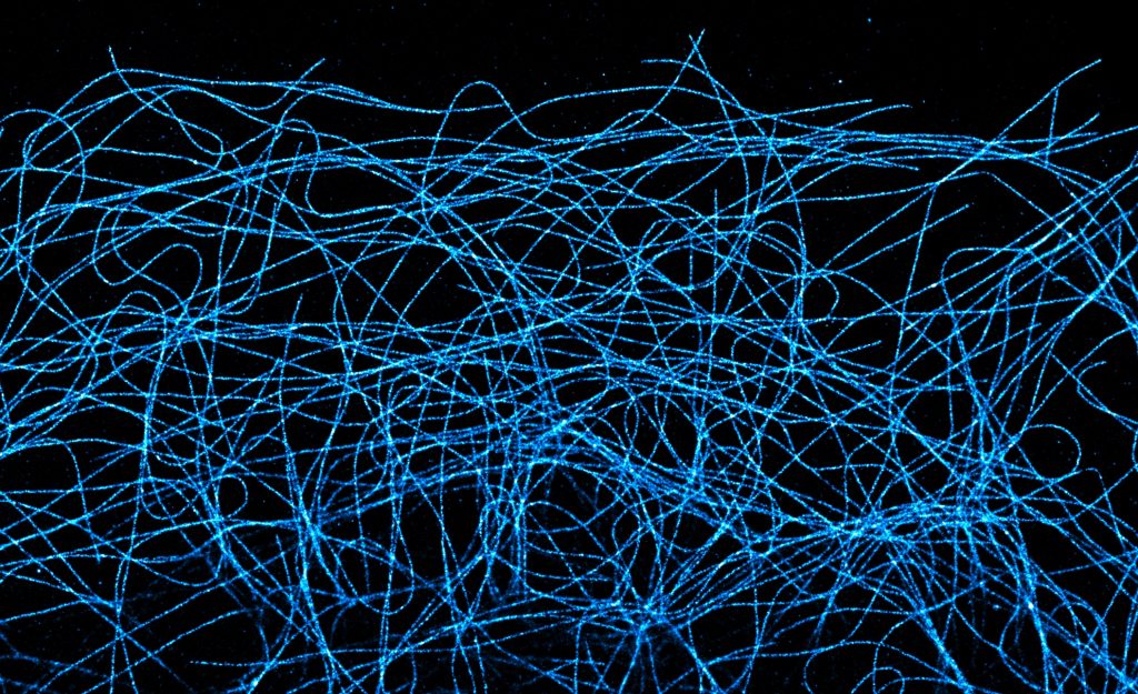 COS cell labeled for microtubules and imaged by STORM