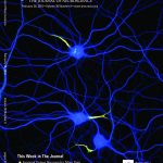 Neurons stained for map2 (blue), neurofascin (green) and b4-spectrin (red), cover of J. Neuroscience, 28 Feb. 2018 Neurons stained for map2 (blue), neurofascin (green) and b4-spectrin (red), cover of J. Neuroscience, 28 Feb. 2018