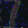 2-color PAINT image of alpha2-spectrin (magenta) and ß4-spectrin (green), cover of J. Neuroscience, 22 Nov. 2017