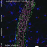 2-color PAINT image of alpha2-spectrin (magenta) and ß4-spectrin (green), cover of J. Neuroscience, 22 Nov. 2017 2-color PAINT image of alpha2-spectrin (magenta) and ß4-spectrin (green), cover of J. Neuroscience, 22 Nov. 2017