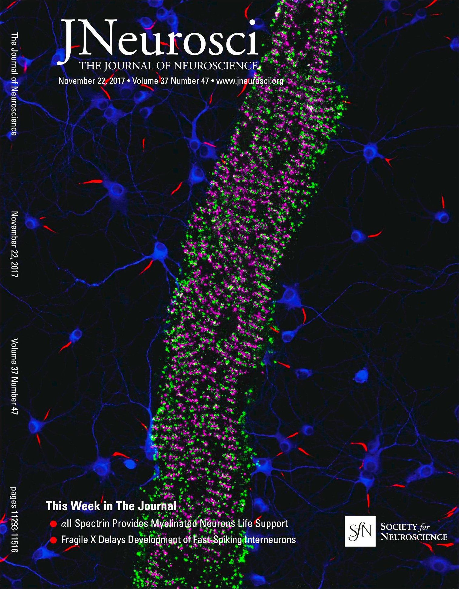 2-color PAINT image of alpha2-spectrin (magenta) and ß4-spectrin (green), cover of J. Neuroscience, 22 Nov. 2017 2-color PAINT image of alpha2-spectrin (magenta) and ß4-spectrin (green), cover of J. Neuroscience, 22 Nov. 2017