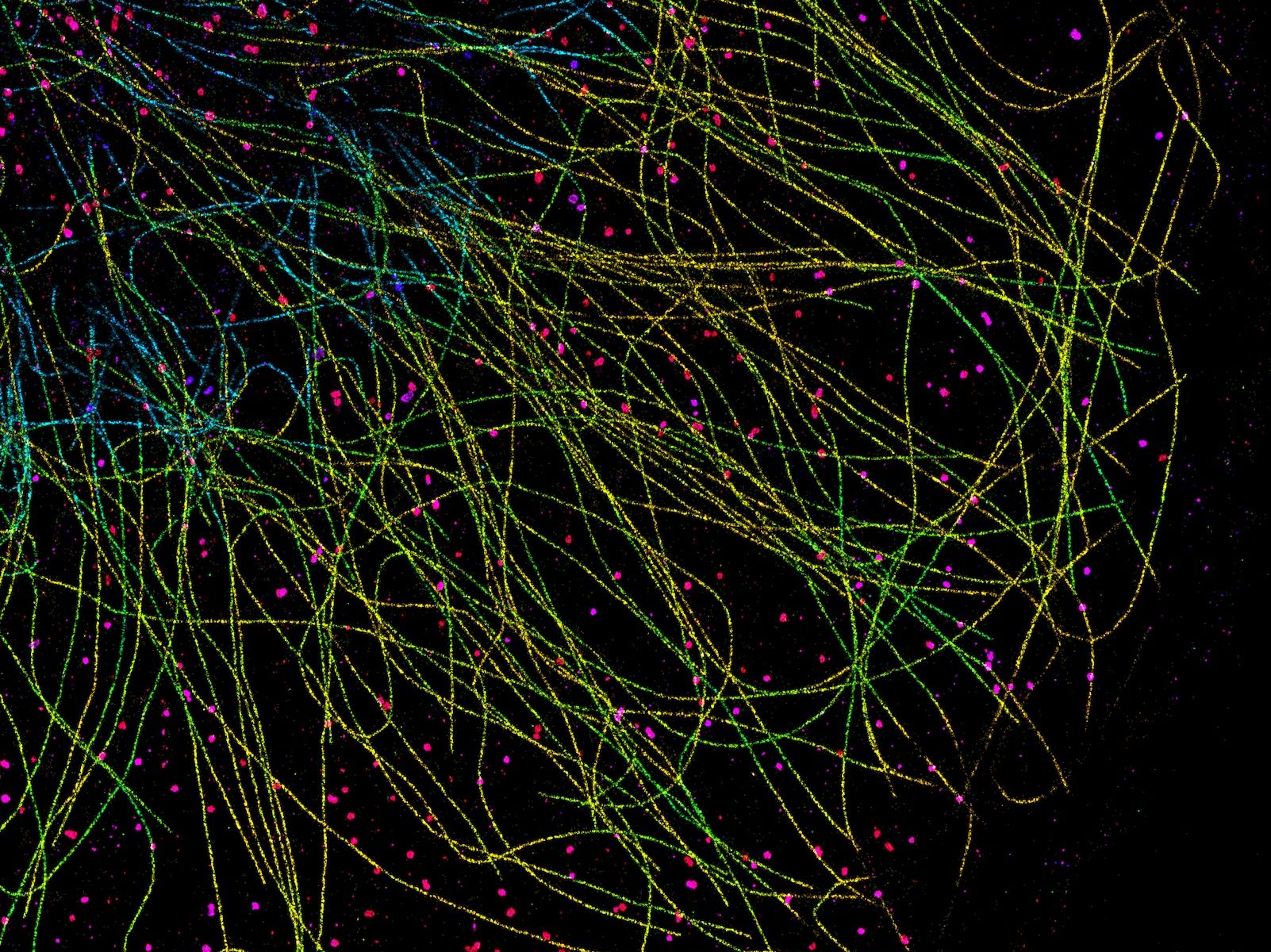 COS cell labeled for microtubules (yellow-cyan) and clathrin (red-blue), imaged by 3D DNA-PAINT and color-coded for depth