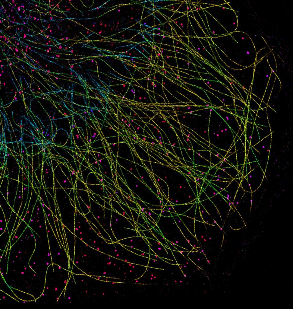 COS cell labeled for microtubules (yellow-cyan) and clathrin (red-blue), imaged by 3D DNA-PAINT and color-coded for depth