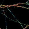 Axons labeled for beta2-spectrin, imaged by 3D-STORM and color-coded for depth