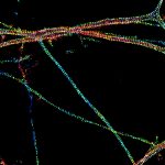 Axons labeled for beta2-spectrin, imaged by 3D-STORM and color-coded for depth