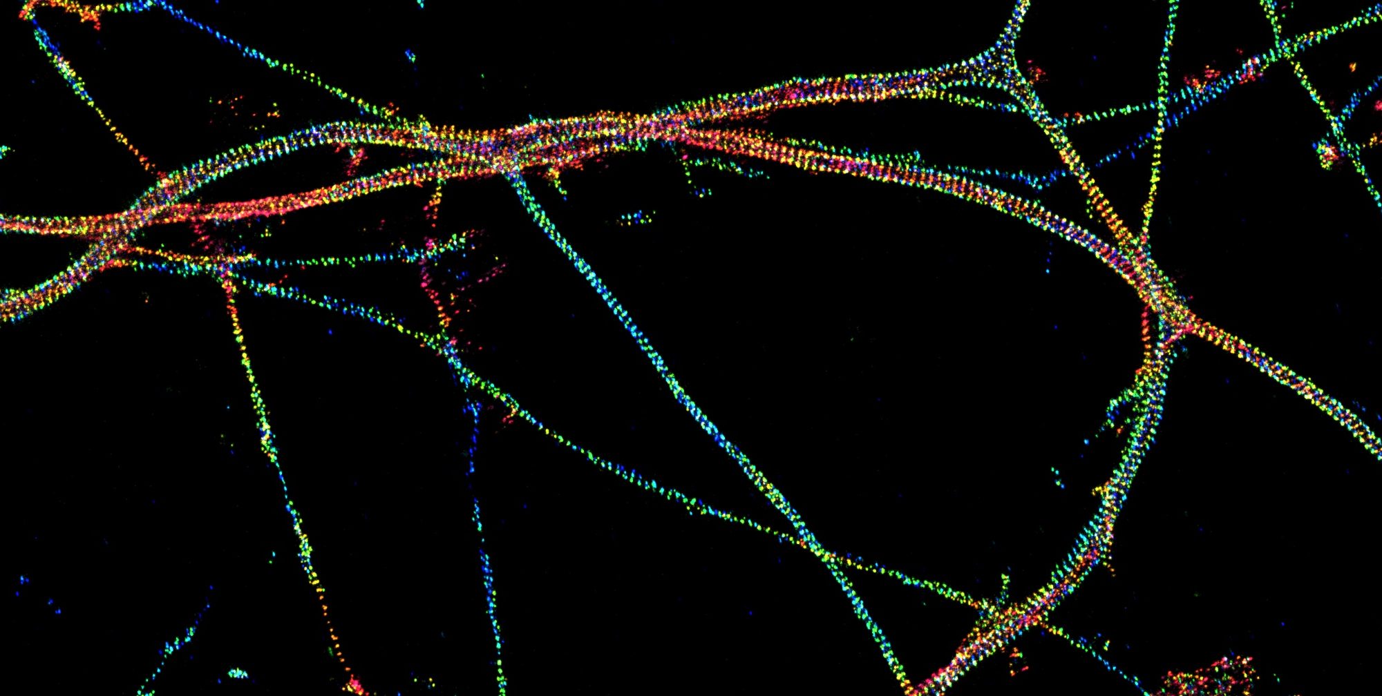 Axons labeled for beta2-spectrin, imaged by 3D-STORM and color-coded for depth
