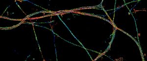 Axons labeled for beta2-spectrin, imaged by 3D-STORM and color-coded for depth