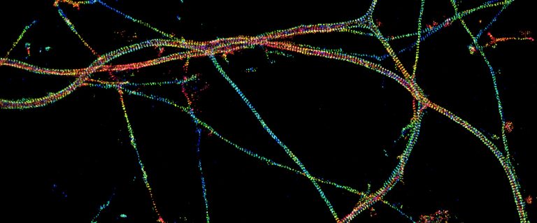 Axons labeled for beta2-spectrin, imaged by 3D-STORM and color-coded for depth